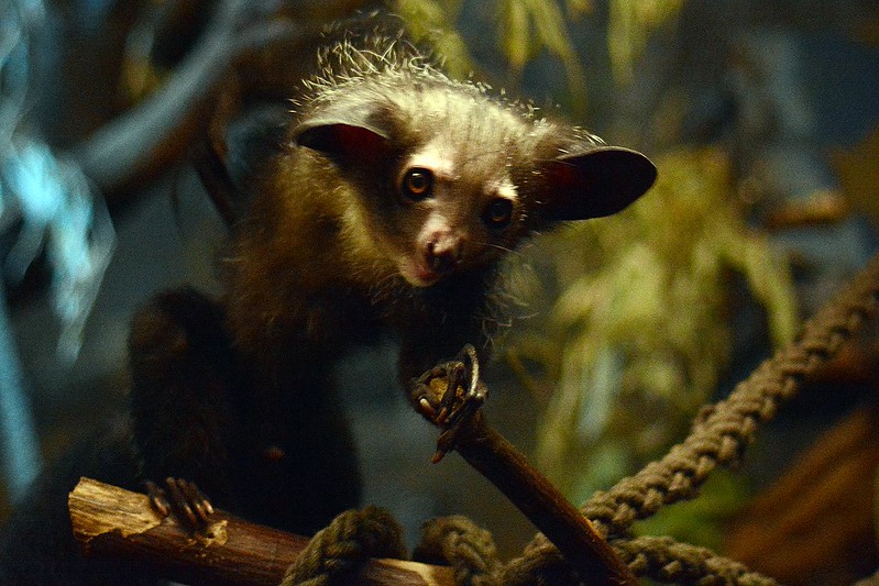 Le aye-aye, le plus étrange des primates le aye aye le plus etrange des primates lemurien madagascar 9 le-aye-aye-le-plus-etrange-des-primates-lemurien-madagascar-9