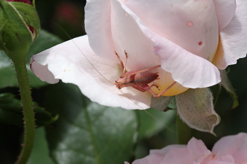 L'étonnante sauterelle rose L etonnante sauterelle rose sauterelles roses 5 L-etonnante-sauterelle-rose-sauterelles-roses-5