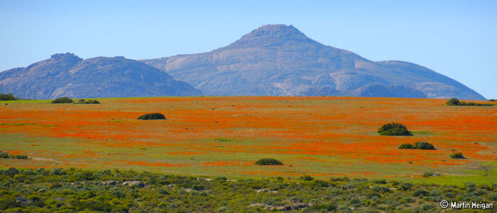 L'explosion de fleurs dans le paysage aride du Namaqualand L explosion de fleurs dans le paysage aride du Namaqualand 1 L-explosion-de-fleurs-dans-le-paysage-aride-du-Namaqualand-1