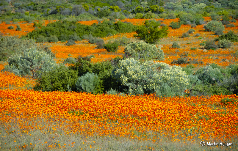 L'explosion de fleurs dans le paysage aride du Namaqualand L explosion de fleurs dans le paysage aride du Namaqualand 10 L-explosion-de-fleurs-dans-le-paysage-aride-du-Namaqualand-10