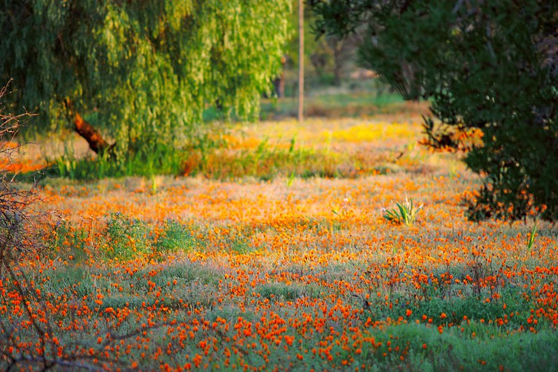 L'explosion de fleurs dans le paysage aride du Namaqualand L explosion de fleurs dans le paysage aride du Namaqualand 12 L-explosion-de-fleurs-dans-le-paysage-aride-du-Namaqualand-12