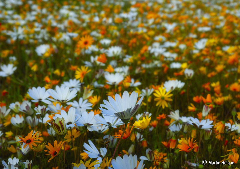 L'explosion de fleurs dans le paysage aride du Namaqualand L explosion de fleurs dans le paysage aride du Namaqualand 13 L-explosion-de-fleurs-dans-le-paysage-aride-du-Namaqualand-13