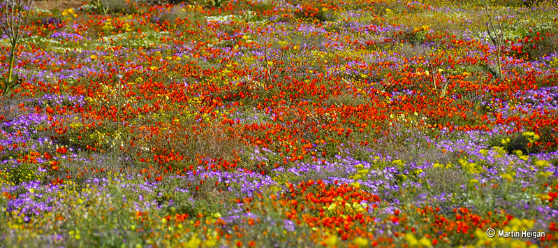 L'explosion de fleurs dans le paysage aride du Namaqualand L explosion de fleurs dans le paysage aride du Namaqualand 15 L-explosion-de-fleurs-dans-le-paysage-aride-du-Namaqualand-15