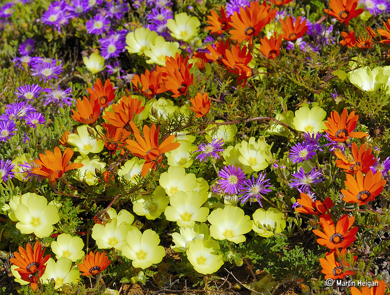 L'explosion de fleurs dans le paysage aride du Namaqualand L explosion de fleurs dans le paysage aride du Namaqualand 16 L-explosion-de-fleurs-dans-le-paysage-aride-du-Namaqualand-16