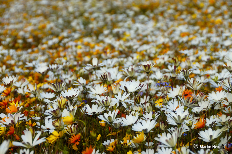 L'explosion de fleurs dans le paysage aride du Namaqualand L explosion de fleurs dans le paysage aride du Namaqualand 17 L-explosion-de-fleurs-dans-le-paysage-aride-du-Namaqualand-17
