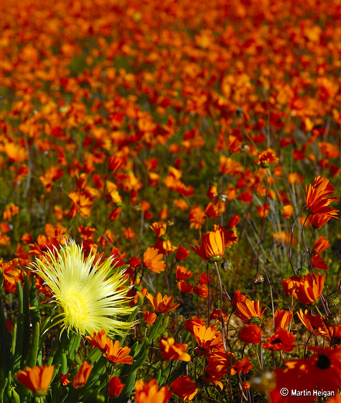 L'explosion de fleurs dans le paysage aride du Namaqualand L explosion de fleurs dans le paysage aride du Namaqualand 18 L-explosion-de-fleurs-dans-le-paysage-aride-du-Namaqualand-18