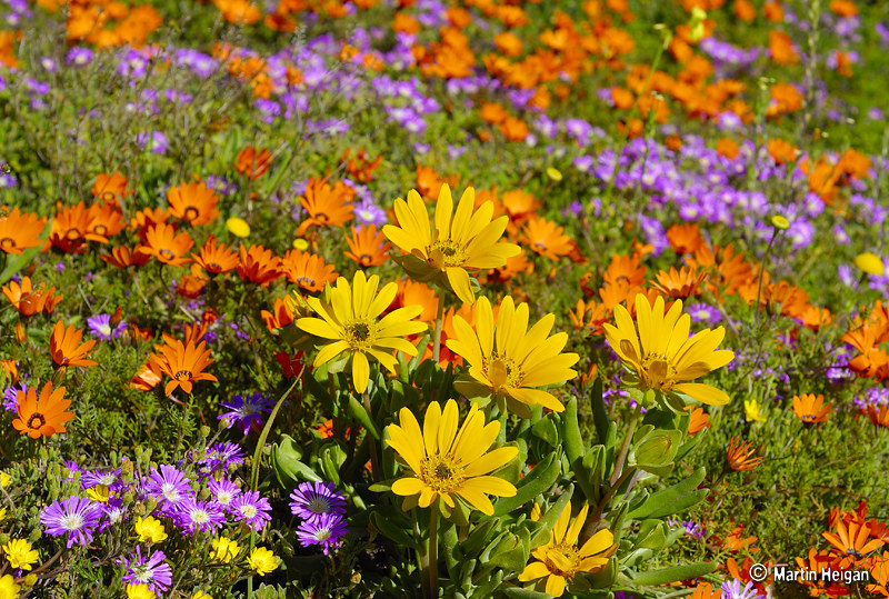 L'explosion de fleurs dans le paysage aride du Namaqualand L explosion de fleurs dans le paysage aride du Namaqualand 19 L-explosion-de-fleurs-dans-le-paysage-aride-du-Namaqualand-19