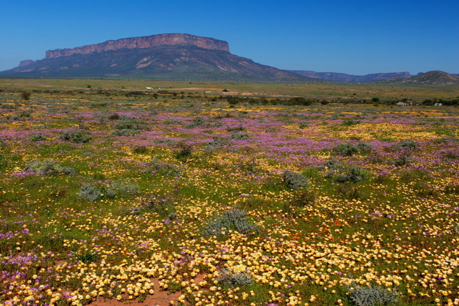 La spectaculaire floraison du Namaqualand, quand le désert se couvre de fleurs L explosion de fleurs dans le paysage aride du Namaqualand 2 1 Fleurs sauvages du Namaqualand près de Vanrhynsdorp