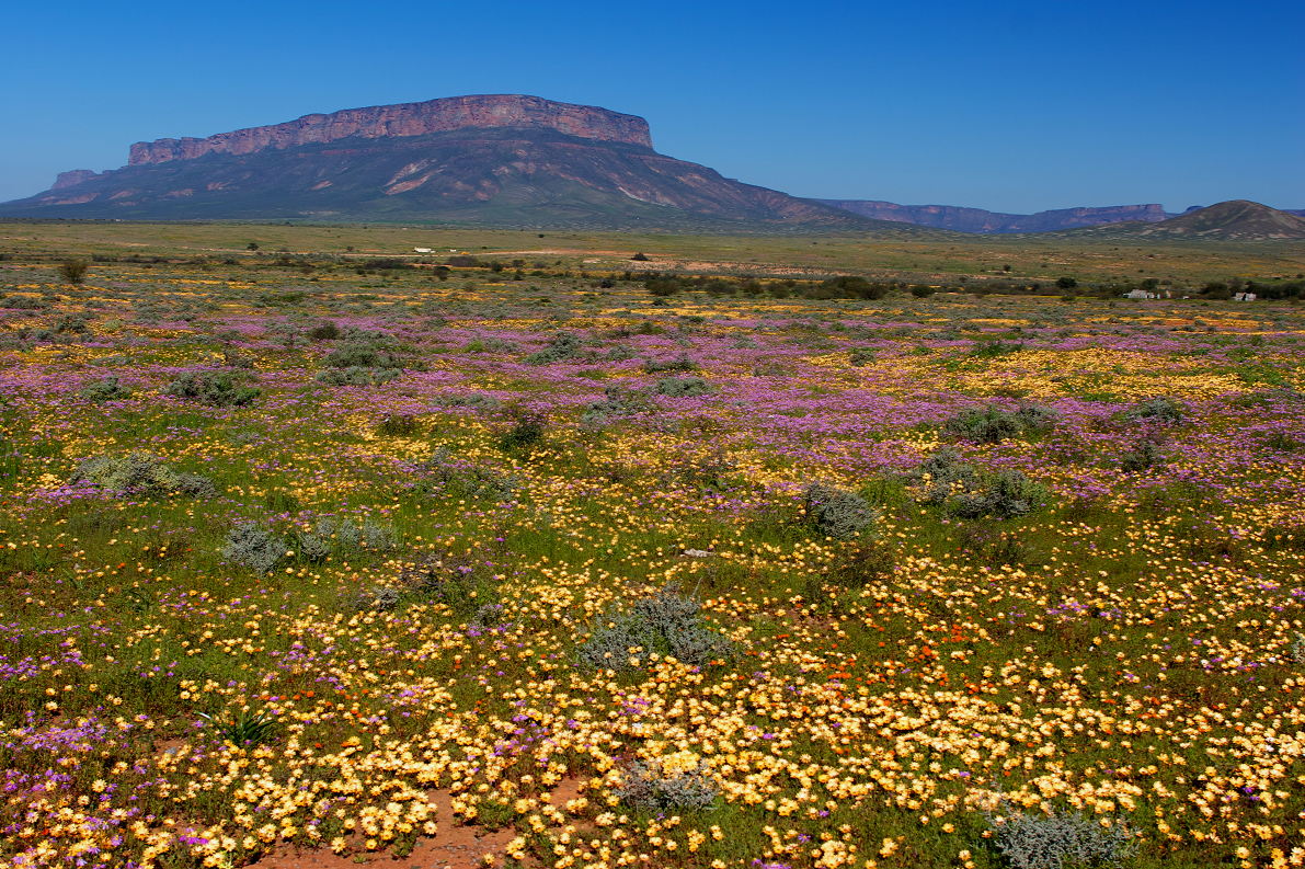 L explosion de fleurs dans le paysage aride du Namaqualand 2 Fleurs sauvages du Namaqualand près de Vanrhynsdorp