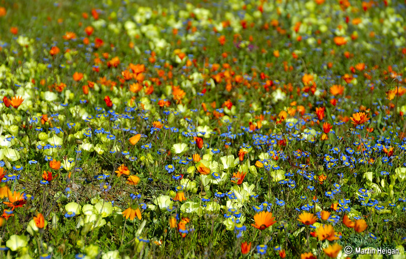L'explosion de fleurs dans le paysage aride du Namaqualand L explosion de fleurs dans le paysage aride du Namaqualand 20 L-explosion-de-fleurs-dans-le-paysage-aride-du-Namaqualand-20