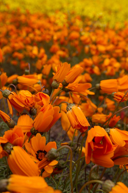 L'explosion de fleurs dans le paysage aride du Namaqualand L explosion de fleurs dans le paysage aride du Namaqualand 21 L-explosion-de-fleurs-dans-le-paysage-aride-du-Namaqualand-21
