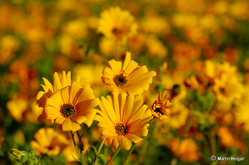 L'explosion de fleurs dans le paysage aride du Namaqualand L explosion de fleurs dans le paysage aride du Namaqualand 3 L-explosion-de-fleurs-dans-le-paysage-aride-du-Namaqualand-3