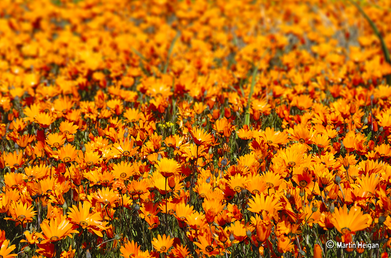 L'explosion de fleurs dans le paysage aride du Namaqualand L explosion de fleurs dans le paysage aride du Namaqualand 4 L-explosion-de-fleurs-dans-le-paysage-aride-du-Namaqualand-4
