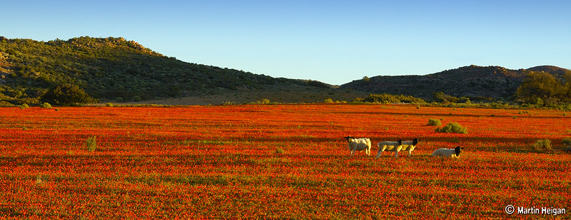 L'explosion de fleurs dans le paysage aride du Namaqualand L explosion de fleurs dans le paysage aride du Namaqualand 5 L-explosion-de-fleurs-dans-le-paysage-aride-du-Namaqualand-5