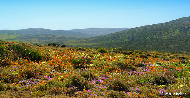 L'explosion de fleurs dans le paysage aride du Namaqualand L explosion de fleurs dans le paysage aride du Namaqualand 6 L-explosion-de-fleurs-dans-le-paysage-aride-du-Namaqualand-6