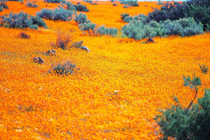 L'explosion de fleurs dans le paysage aride du Namaqualand L explosion de fleurs dans le paysage aride du Namaqualand 7 L-explosion-de-fleurs-dans-le-paysage-aride-du-Namaqualand-7