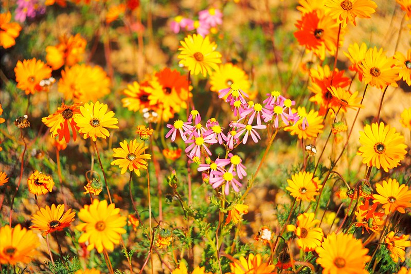 L'explosion de fleurs dans le paysage aride du Namaqualand L explosion de fleurs dans le paysage aride du Namaqualand 8 L-explosion-de-fleurs-dans-le-paysage-aride-du-Namaqualand-8