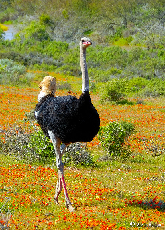 L'explosion de fleurs dans le paysage aride du Namaqualand L explosion de fleurs dans le paysage aride du Namaqualand 9 L-explosion-de-fleurs-dans-le-paysage-aride-du-Namaqualand-9