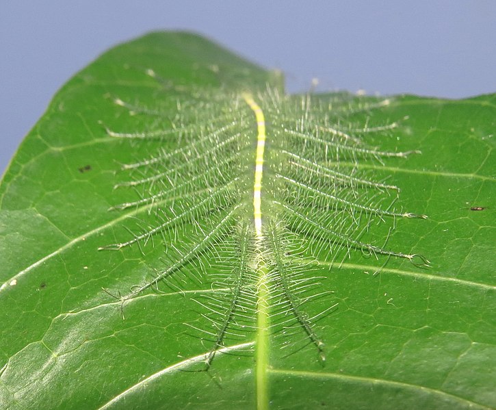 Le génial camouflage de la chenille du baron commun la fait passer pour une nervure de feuille Le genial camouflage de la chenille du baron commun la fait passer pour une nervure de feuille 2 Le-genial-camouflage-de-la-chenille-du-baron-commun-la-fait-passer-pour-une-nervure-de-feuille-2