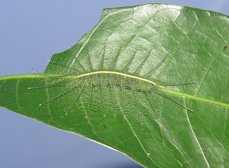 Le génial camouflage de la chenille du baron commun la fait passer pour une nervure de feuille Le genial camouflage de la chenille du baron commun la fait passer pour une nervure de feuille 3 Le-genial-camouflage-de-la-chenille-du-baron-commun-la-fait-passer-pour-une-nervure-de-feuille-3