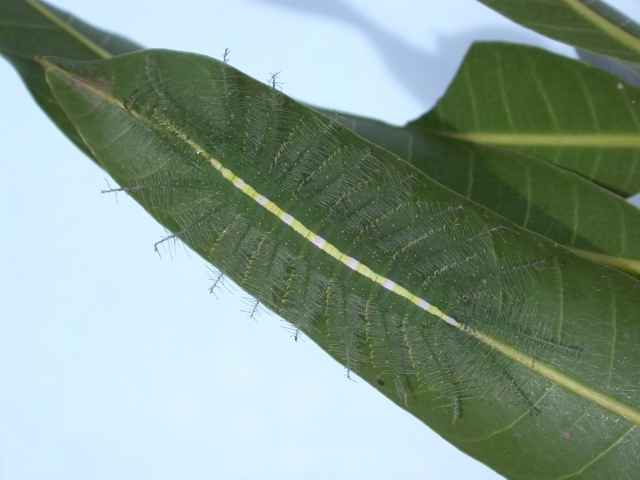 Le génial camouflage de la chenille du baron commun la fait passer pour une nervure de feuille Le genial camouflage de la chenille du baron commun la fait passer pour une nervure de feuille 5 Le-genial-camouflage-de-la-chenille-du-baron-commun-la-fait-passer-pour-une-nervure-de-feuille-5