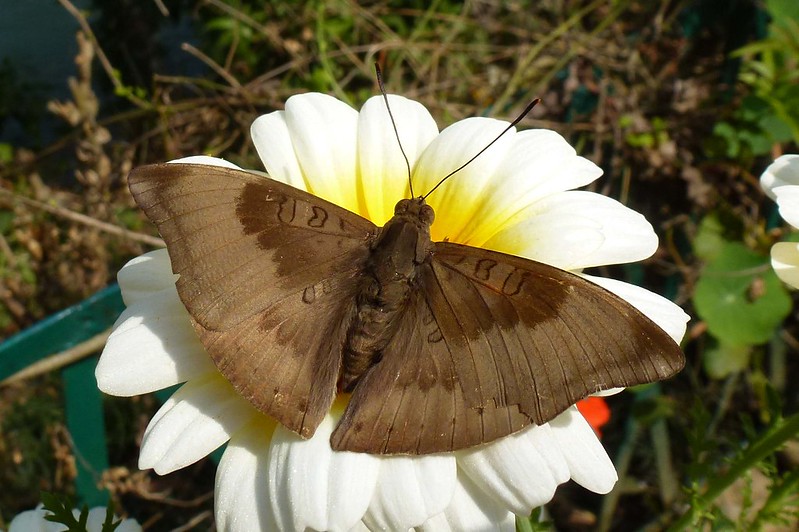 Le génial camouflage de la chenille du baron commun la fait passer pour une nervure de feuille Le genial camouflage de la chenille du baron commun la fait passer pour une nervure de feuille 6 Le-genial-camouflage-de-la-chenille-du-baron-commun-la-fait-passer-pour-une-nervure-de-feuille-6