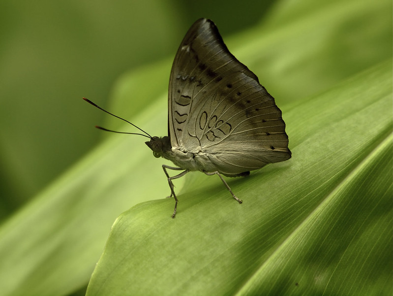 Le génial camouflage de la chenille du baron commun la fait passer pour une nervure de feuille Le genial camouflage de la chenille du baron commun la fait passer pour une nervure de feuille 7 Le-genial-camouflage-de-la-chenille-du-baron-commun-la-fait-passer-pour-une-nervure-de-feuille-7