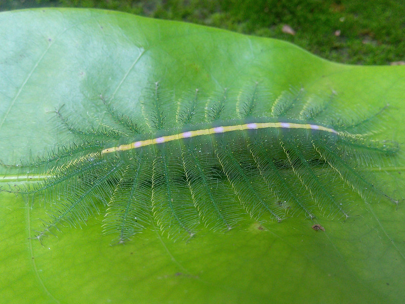 Le génial camouflage de la chenille du baron commun la fait passer pour une nervure de feuille Le genial camouflage de la chenille du baron commun la fait passer pour une nervure de feuille 8 Le-genial-camouflage-de-la-chenille-du-baron-commun-la-fait-passer-pour-une-nervure-de-feuille-8