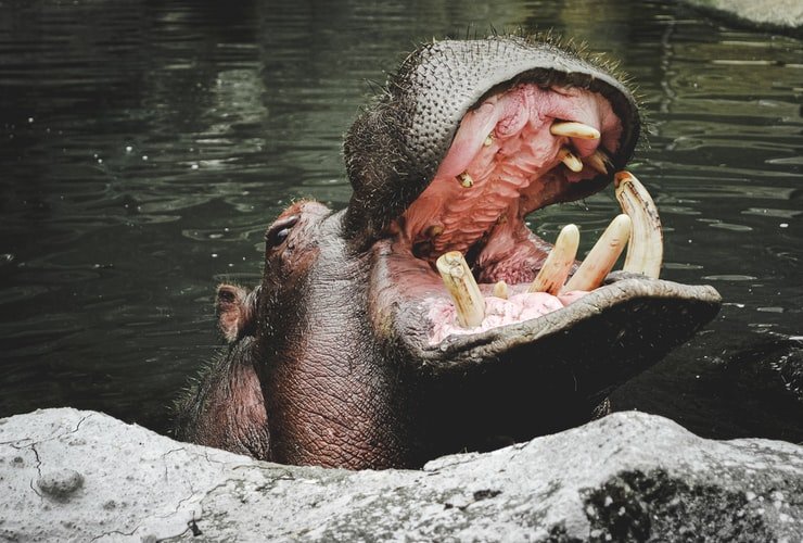 Le problème écologique des hippopotames de Pablo Escobar, les cocaïne hippos Le probleme ecologique des hippopotames de Pablo Escobar les cocaine hippos 2 Le-probleme-ecologique-des-hippopotames-de-Pablo-Escobar-les-cocaine-hippos-2