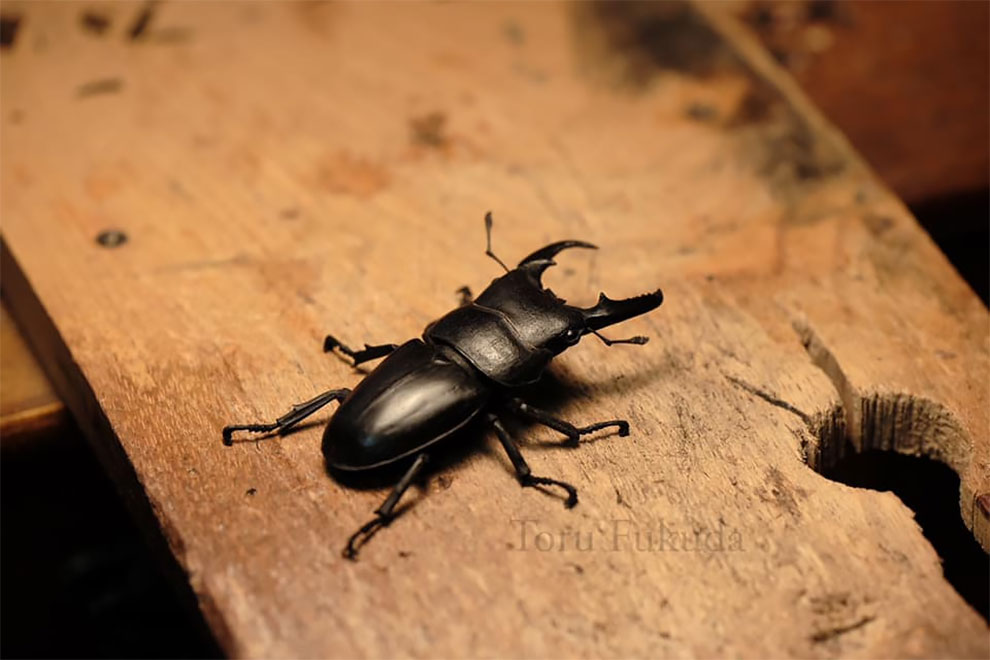 Les stupéfiantes sculptures de bois de Toru Fukuda Les stupefiantes sculptures de bois de Toru Fukuda 12 Les-stupefiantes-sculptures-de-bois-de-Toru-Fukuda-12