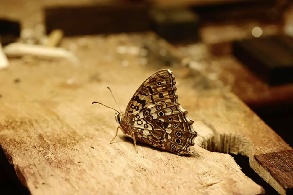 Les stupéfiantes sculptures de bois de Toru Fukuda Les stupefiantes sculptures de bois de Toru Fukuda 3 Les-stupefiantes-sculptures-de-bois-de-Toru-Fukuda-3