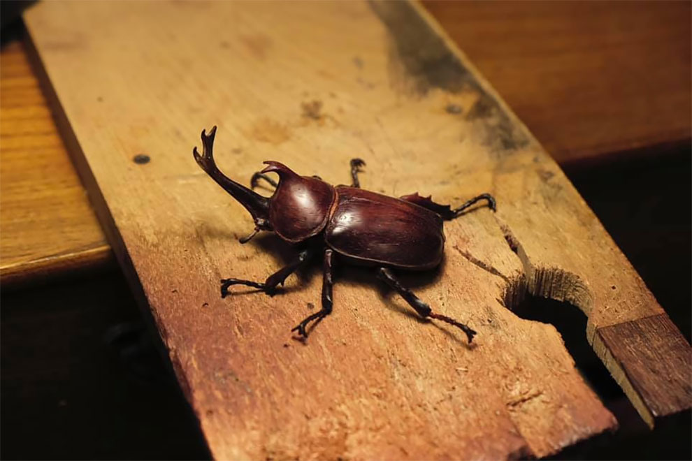 Les stupéfiantes sculptures de bois de Toru Fukuda Les stupefiantes sculptures de bois de Toru Fukuda 4 Les-stupefiantes-sculptures-de-bois-de-Toru-Fukuda-4