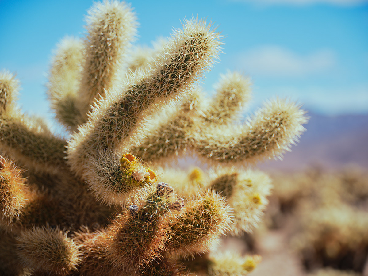 Two Deserts - à la frontière du désert Mojave et du désert du Colorado par Zac Henderson Two Deserts a la frontiere du desert Mojave et du desert du Colorado par Zac Henderson 10 Two-Deserts-a-la-frontiere-du-desert-Mojave-et-du-desert-du-Colorado-par-Zac-Henderson-10