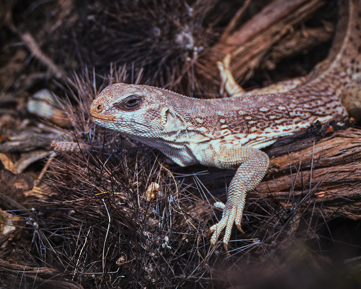 Two Deserts - à la frontière du désert Mojave et du désert du Colorado par Zac Henderson Two Deserts a la frontiere du desert Mojave et du desert du Colorado par Zac Henderson 12 Two-Deserts-a-la-frontiere-du-desert-Mojave-et-du-desert-du-Colorado-par-Zac-Henderson-12