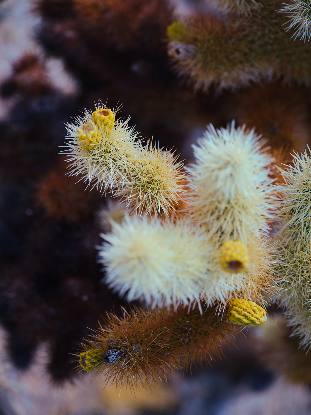 Two Deserts - à la frontière du désert Mojave et du désert du Colorado par Zac Henderson Two Deserts a la frontiere du desert Mojave et du desert du Colorado par Zac Henderson 13 Two-Deserts-a-la-frontiere-du-desert-Mojave-et-du-desert-du-Colorado-par-Zac-Henderson-13