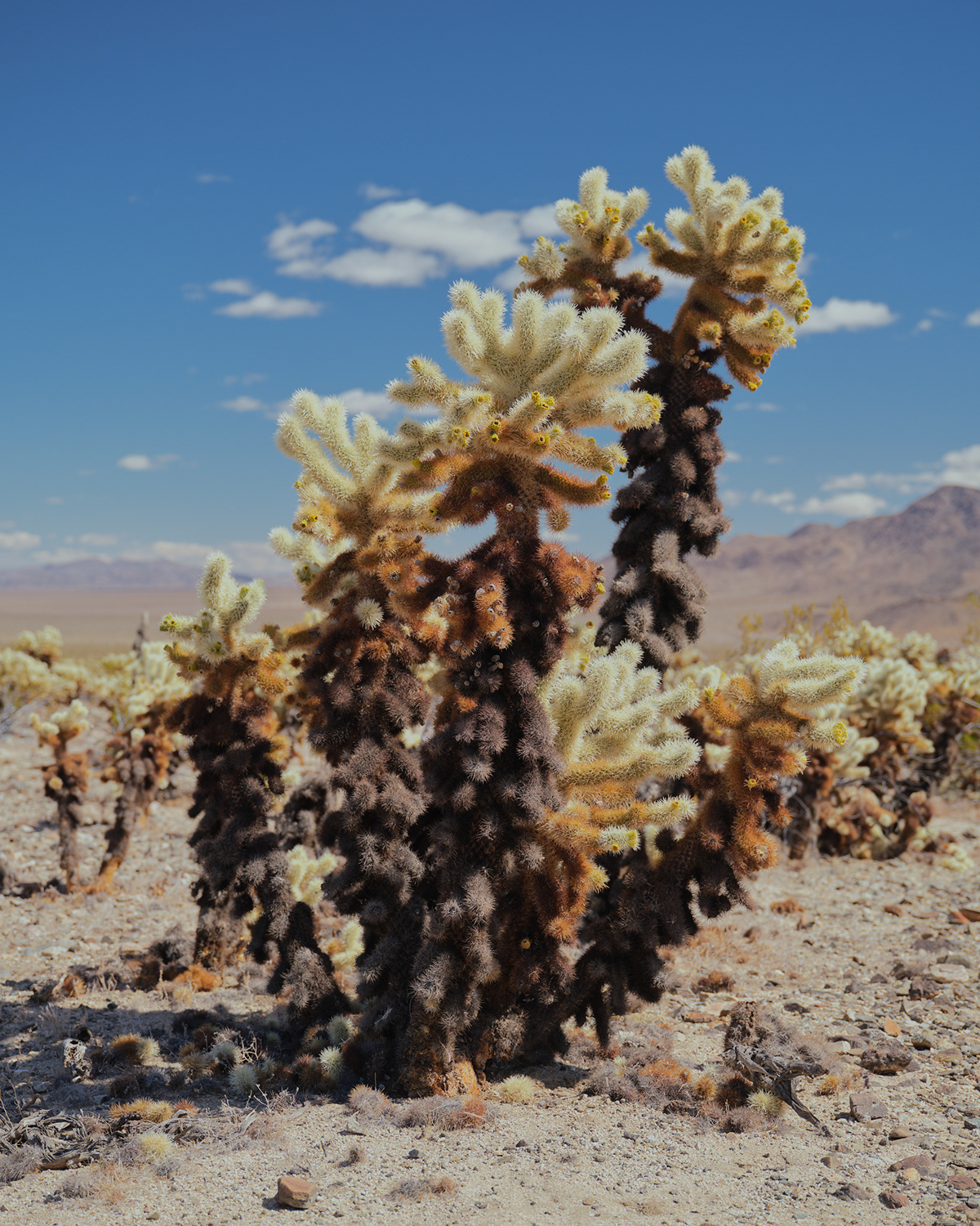 Two Deserts - à la frontière du désert Mojave et du désert du Colorado par Zac Henderson Two Deserts a la frontiere du desert Mojave et du desert du Colorado par Zac Henderson 15 Two-Deserts-a-la-frontiere-du-desert-Mojave-et-du-desert-du-Colorado-par-Zac-Henderson-15