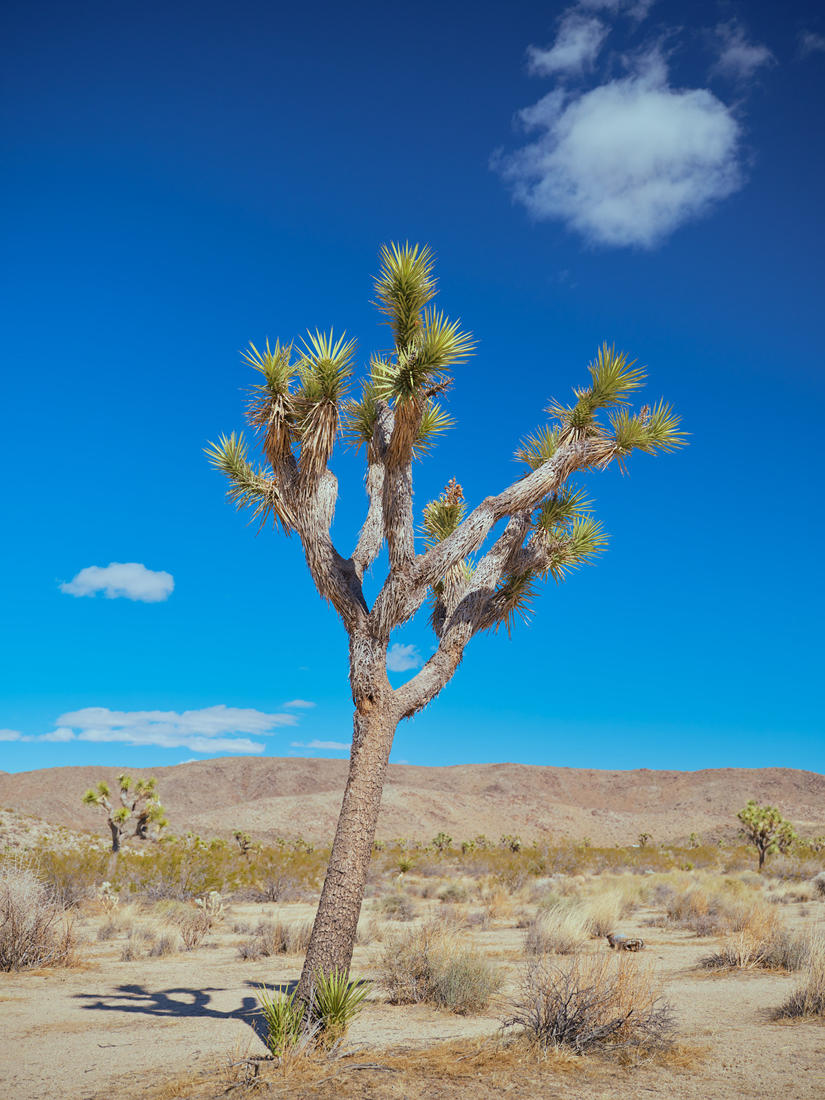 Two Deserts - à la frontière du désert Mojave et du désert du Colorado par Zac Henderson Two Deserts a la frontiere du desert Mojave et du desert du Colorado par Zac Henderson 16 Two-Deserts-a-la-frontiere-du-desert-Mojave-et-du-desert-du-Colorado-par-Zac-Henderson-16