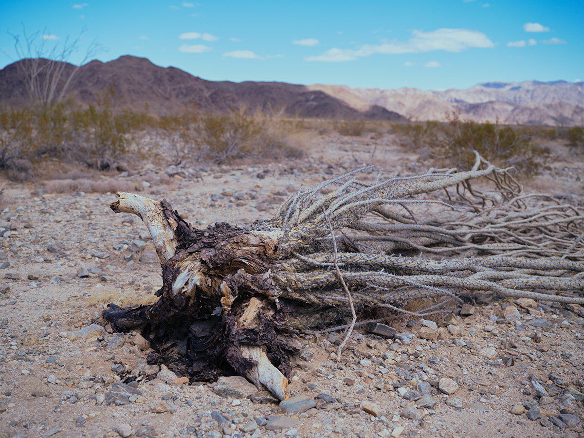 Two Deserts - à la frontière du désert Mojave et du désert du Colorado par Zac Henderson Two Deserts a la frontiere du desert Mojave et du desert du Colorado par Zac Henderson 5 Two-Deserts-a-la-frontiere-du-desert-Mojave-et-du-desert-du-Colorado-par-Zac-Henderson-5