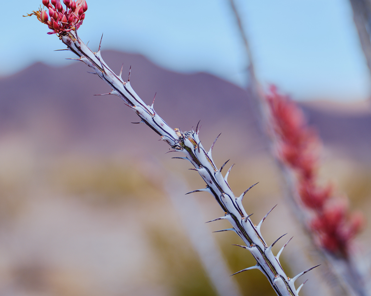Two Deserts - à la frontière du désert Mojave et du désert du Colorado par Zac Henderson Two Deserts a la frontiere du desert Mojave et du desert du Colorado par Zac Henderson 7 Two-Deserts-a-la-frontiere-du-desert-Mojave-et-du-desert-du-Colorado-par-Zac-Henderson-7