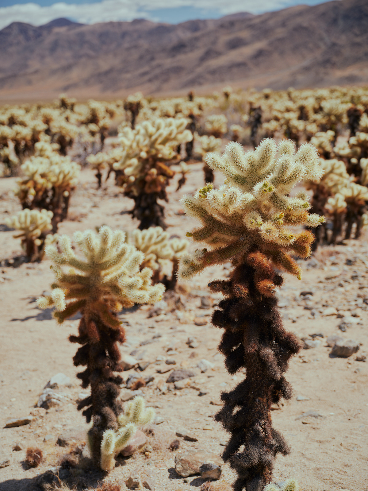 Two Deserts - à la frontière du désert Mojave et du désert du Colorado par Zac Henderson Two Deserts a la frontiere du desert Mojave et du desert du Colorado par Zac Henderson 9 Two-Deserts-a-la-frontiere-du-desert-Mojave-et-du-desert-du-Colorado-par-Zac-Henderson-9