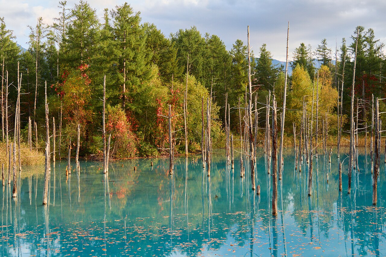 Étang bleu de Shirogane à Biei avec les couleurs de l’automne Étang bleu de Shirogane à Biei avec les couleurs de l’automne