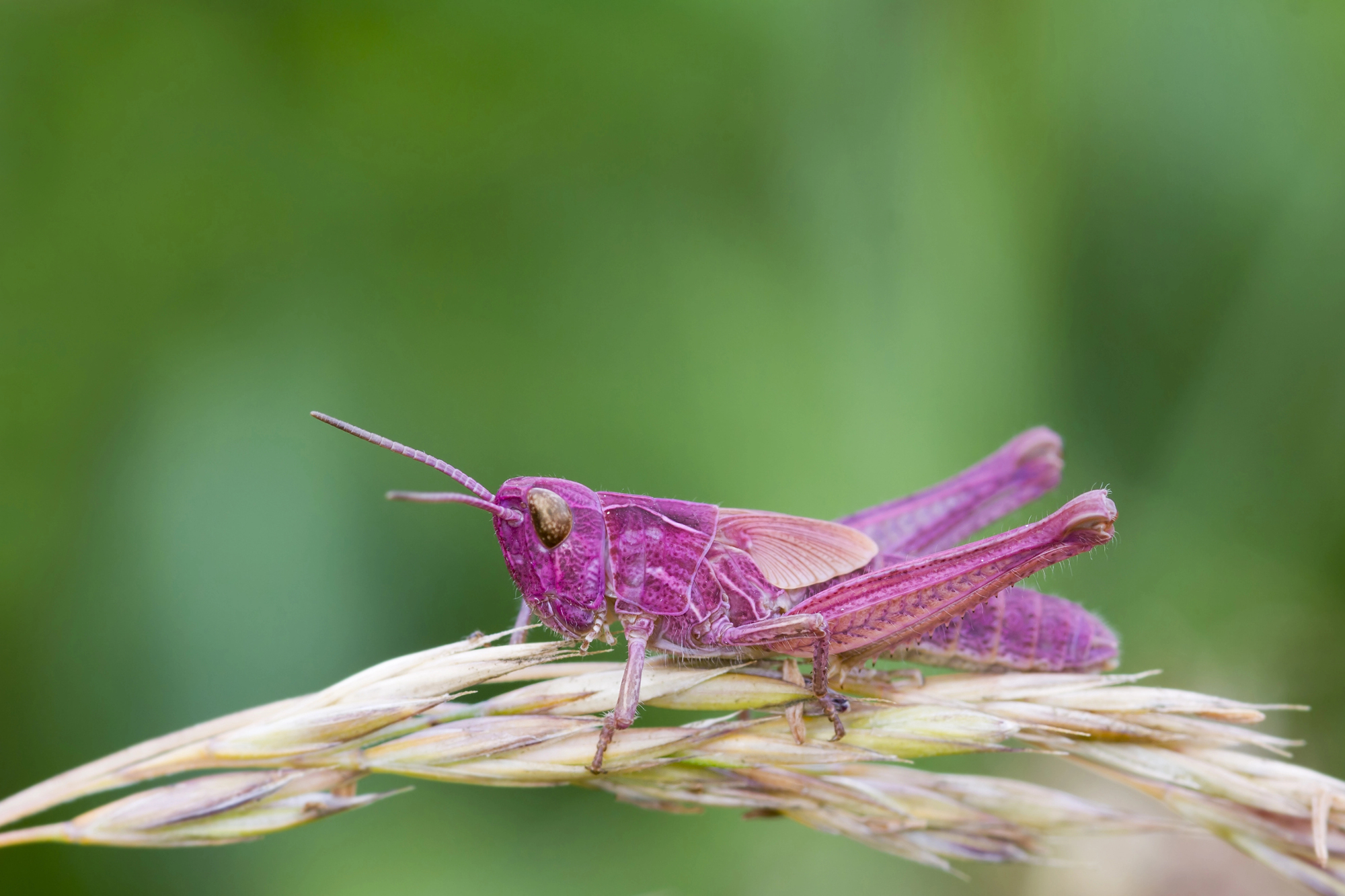 Un étonnant criquet rose perché sur une tige Criquet rose perché sur une tige, exemple de coloration rose inhabituelle chez un orthoptère