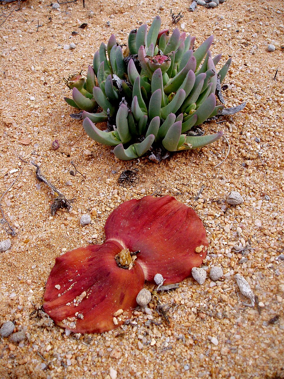fleurs sol quartz namaqua national park Fleurs et plantes sur un sol de quartz dans le Namaqua National Park