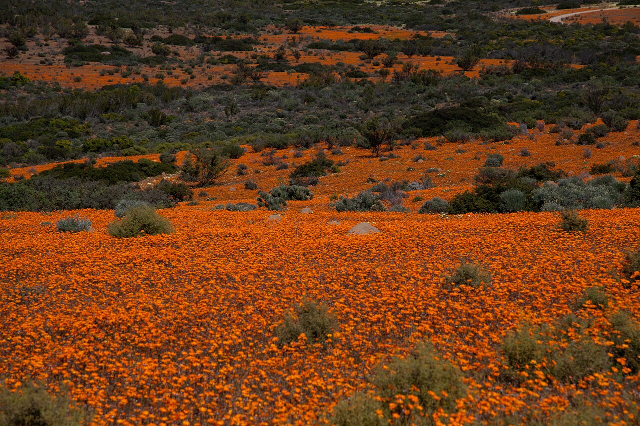 floraison namaqualand namaqua national park Tapis de fleurs sauvages dans le Namaqua National Park au Namaqualand