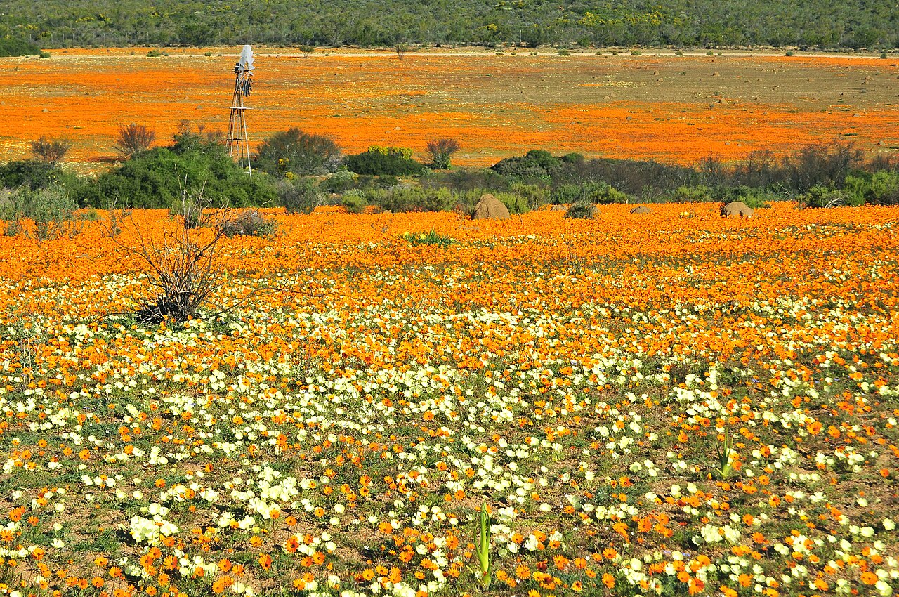 marguerites namaqualand skilpad Tapis de marguerites du Namaqualand à Skilpad dans le Namaqua National Park