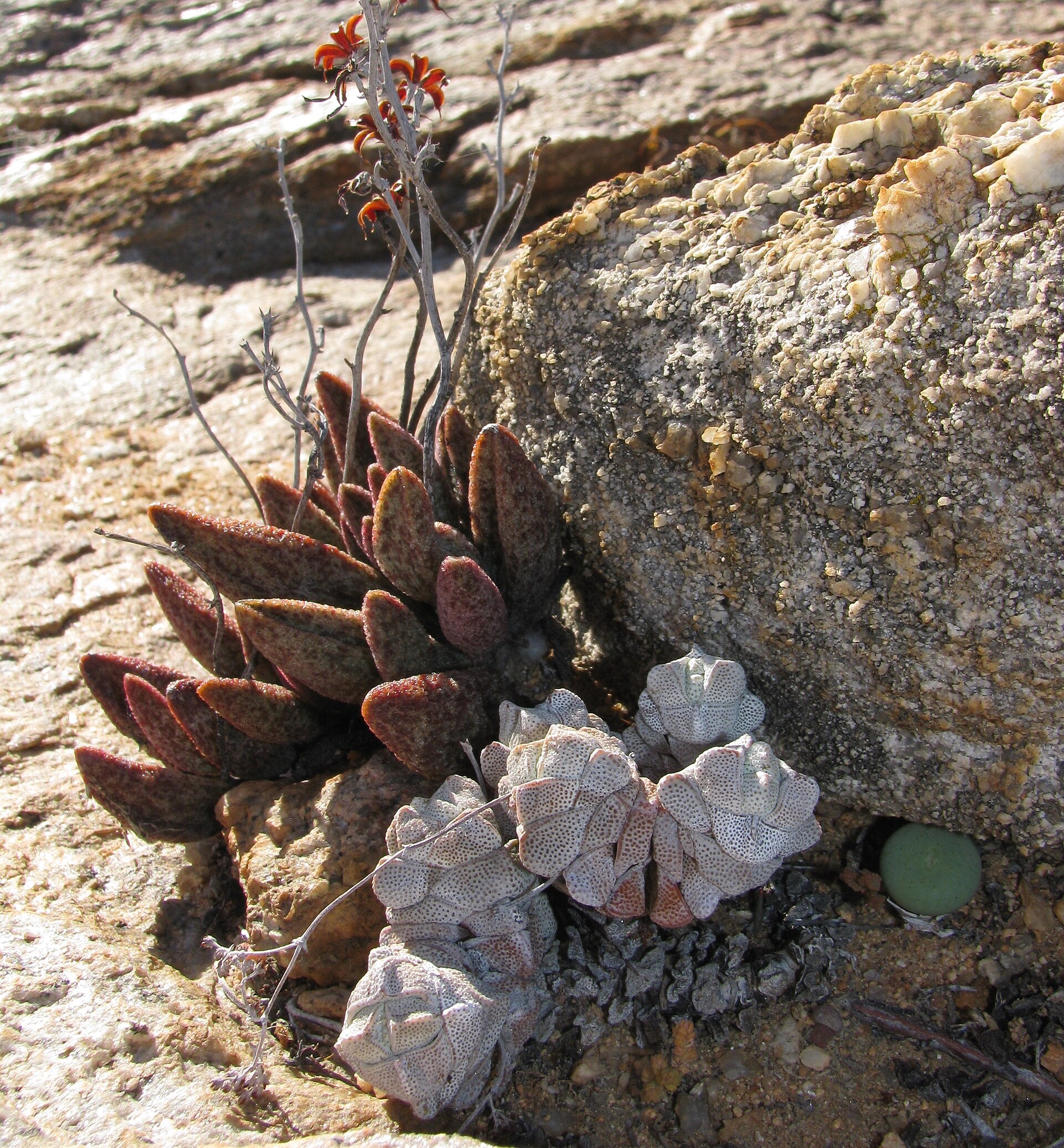 succulentes namaqualand springbok Plantes succulentes sauvages dans le Namaqualand près de Springbok