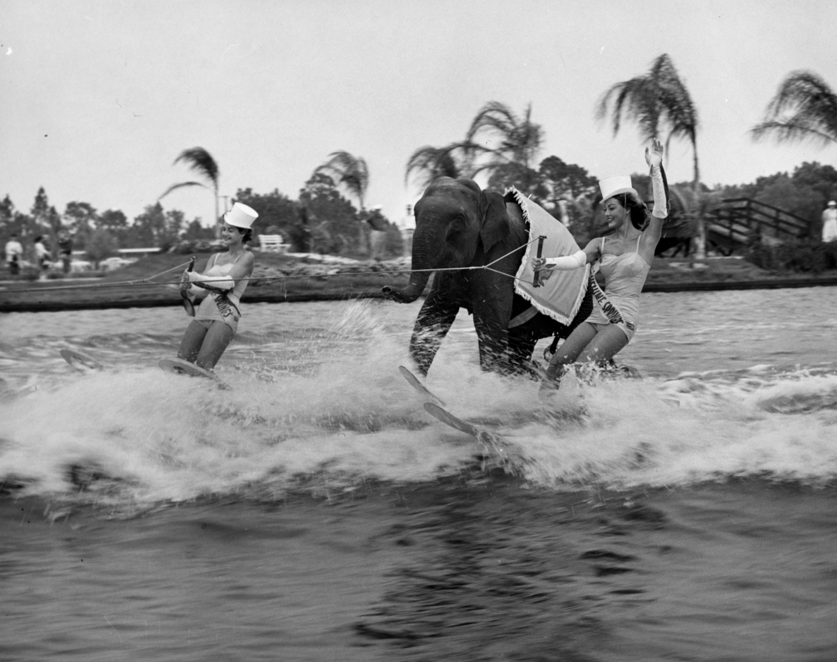 sunny elephante ski nautique floride 1956 Sunny, une éléphante faisant du ski nautique avec des skieuses à Sunshine Springs en Floride en 1956