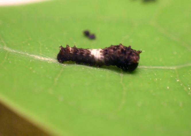 La chenille rigolote du papillon glauque La chenille rigolote du papillon glauque 1 La-chenille-rigolote-du-papillon-glauque-1