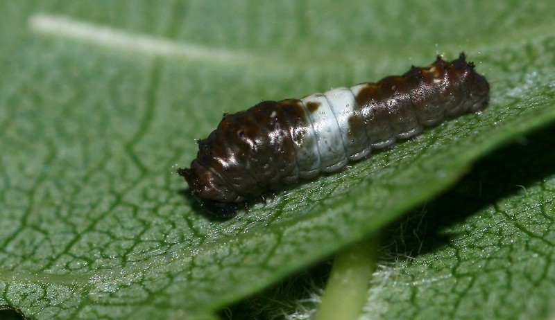 La chenille rigolote du papillon glauque La chenille rigolote du papillon glauque 2 La-chenille-rigolote-du-papillon-glauque-2