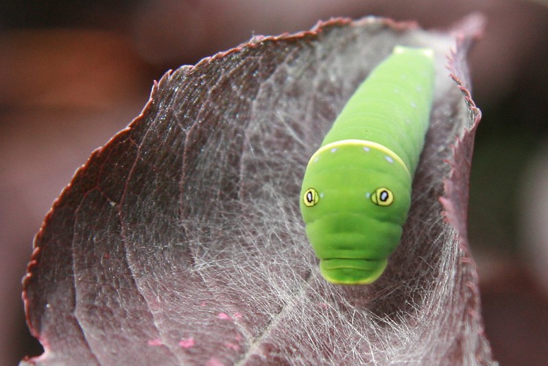 La chenille rigolote du papillon glauque La chenille rigolote du papillon glauque machaon tigre 5 La-chenille-rigolote-du-papillon-glauque-machaon-tigre-5